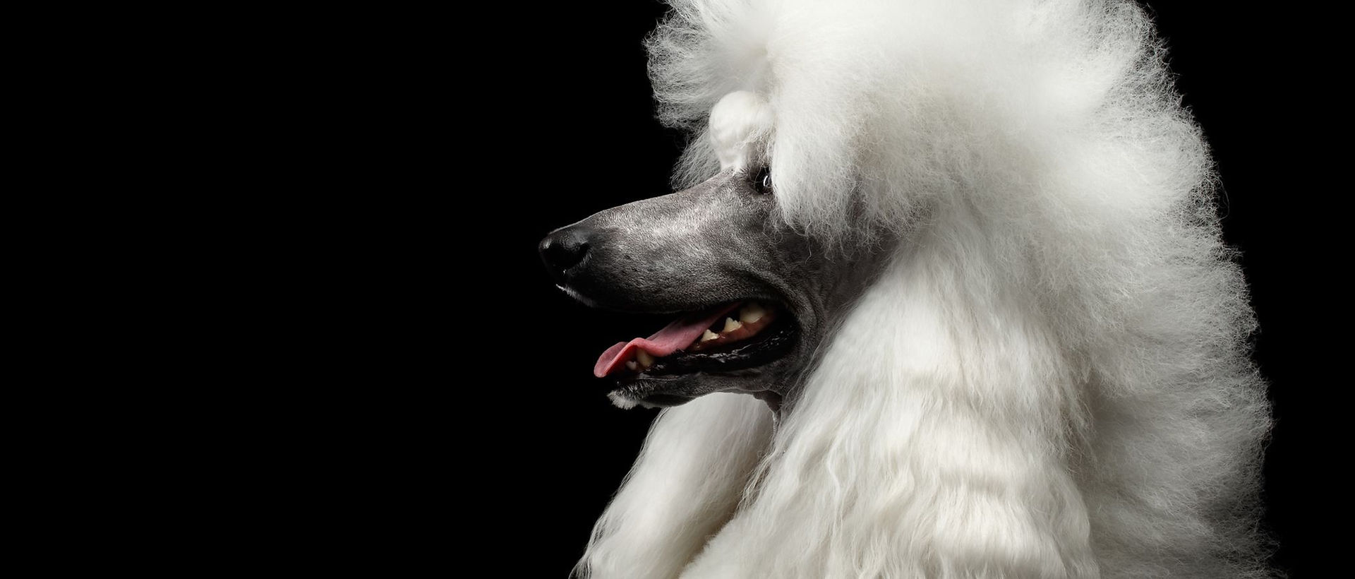 Champion Grooming - Psi fryzjer Warszawa